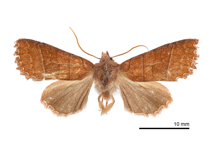 Eupsilia baoshinchangi Male